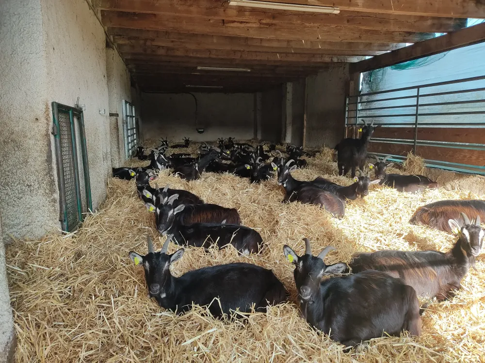 fromagerie locale à Dompierreles-Ormes