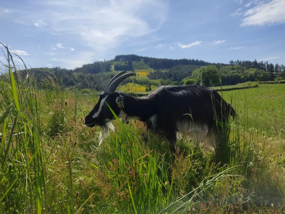 fromagerie fermière à Dompierreles-Ormes